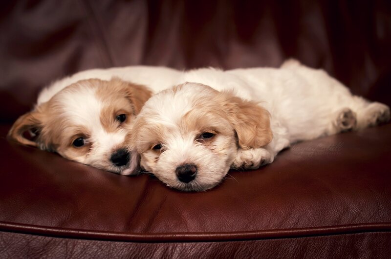 Two Puppies on Couch