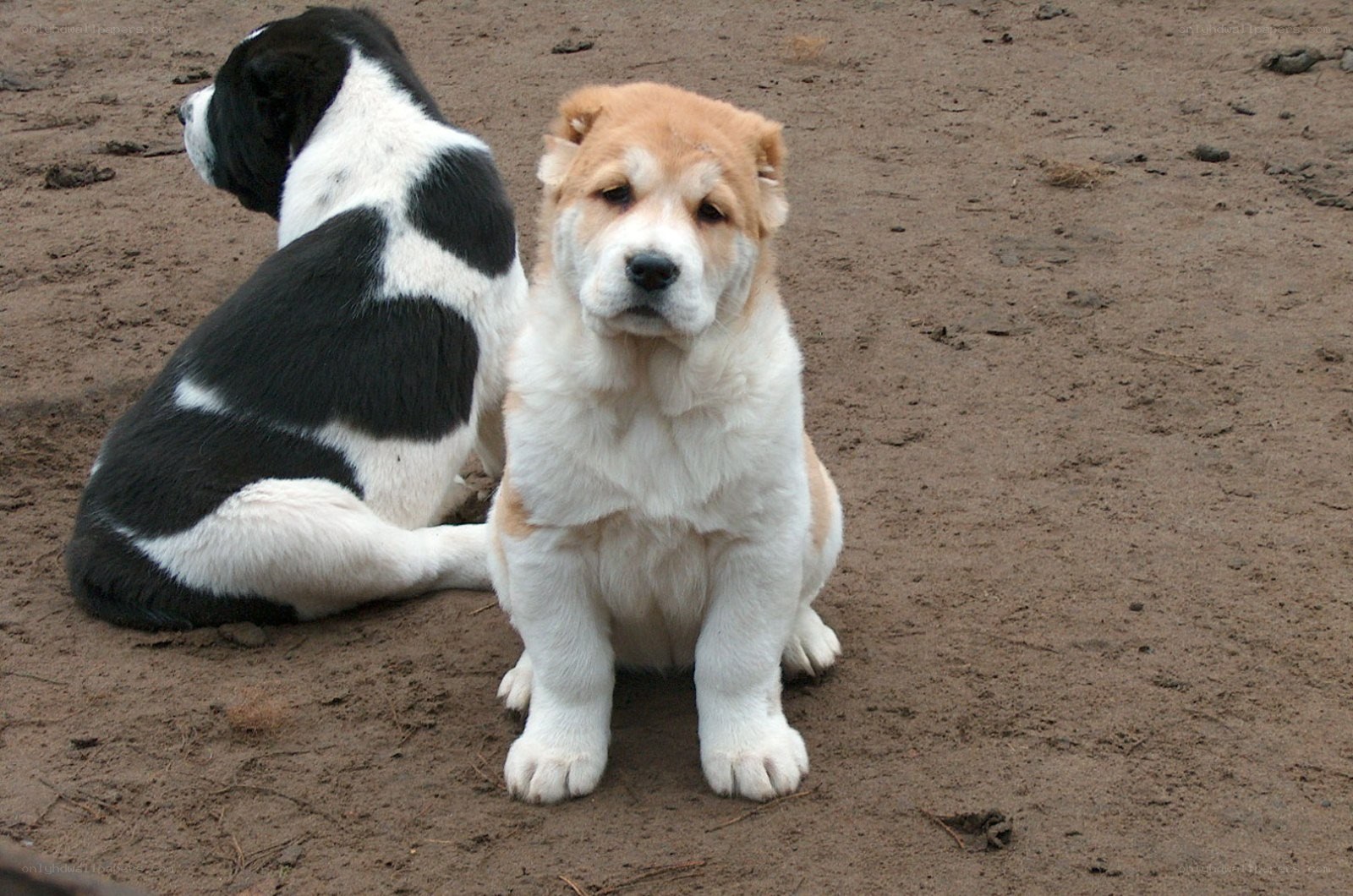 two puppies on dirt ground