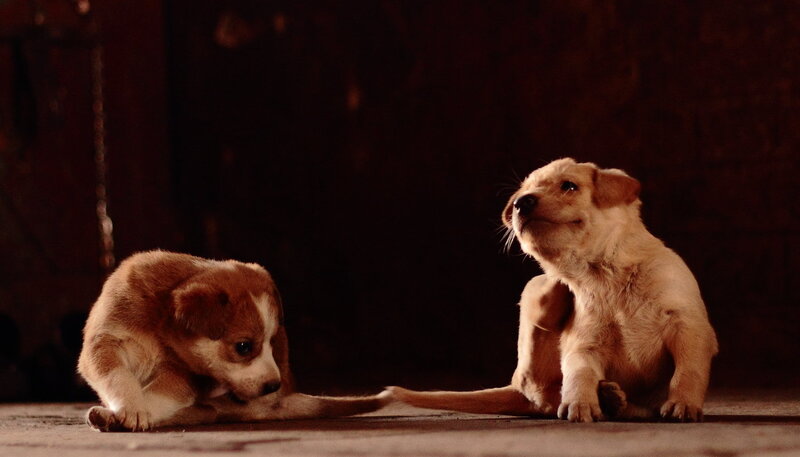Two Puppies on Floor — Brown, Dramatic