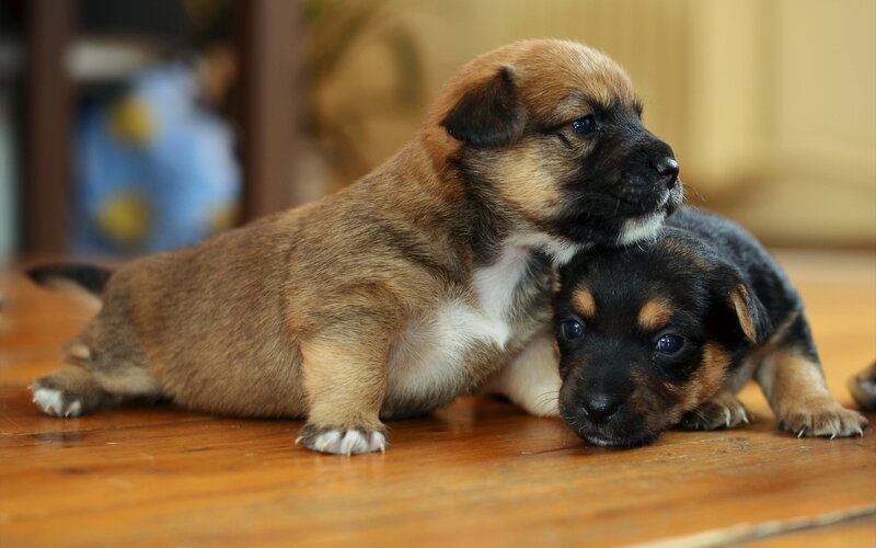 Two Puppies on Floor