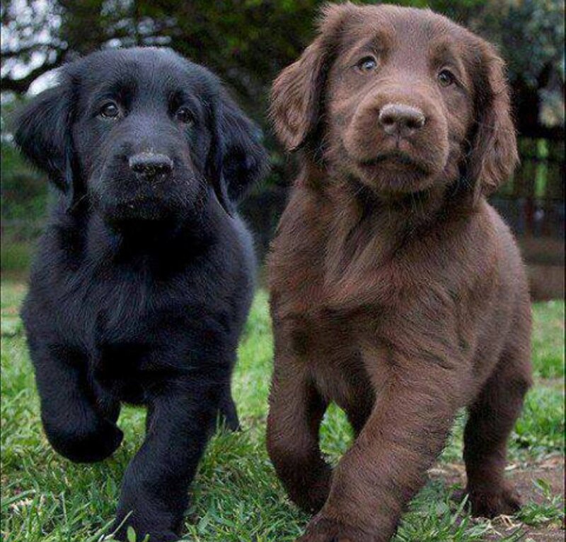 Two Puppies on Grass — Black