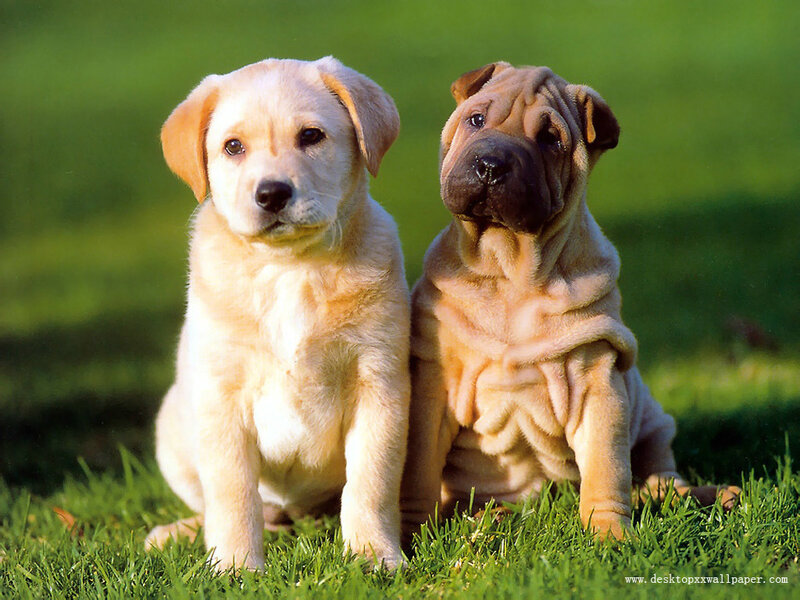 Two Puppies on Grass — Green, Calm, Afternoon, Photograph, Brown