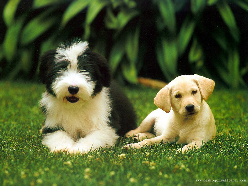 Two Puppies on Grass — Green, Calm, Afternoon, Photograph, Plants, White