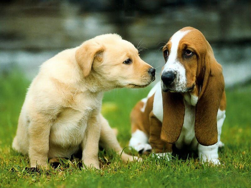 Two Puppies on Grass — Green, Calm, Afternoon