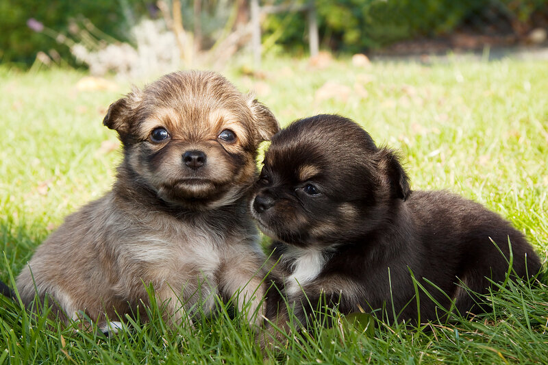 Two Puppies on Grass — Green, Calm