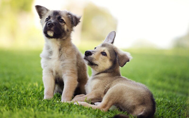 Two puppies on grass