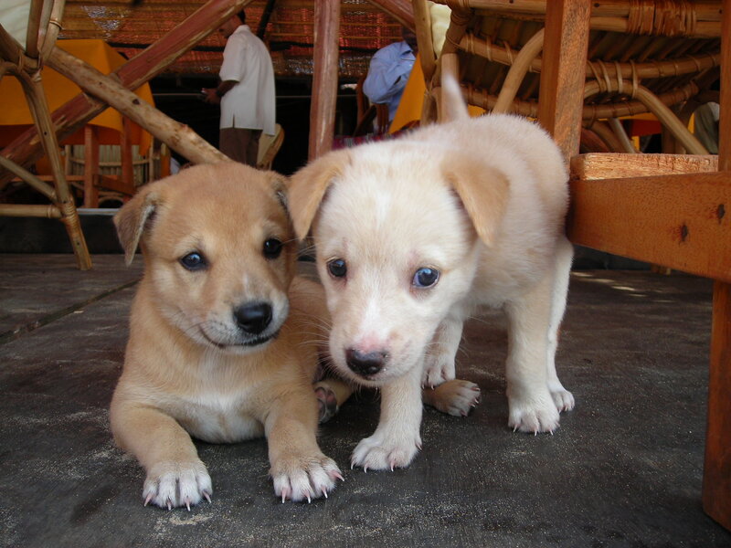 Two Puppies on Ground