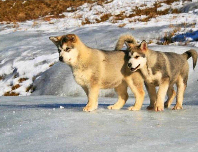 two puppies on ice