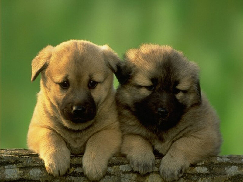 Two Puppies on Log