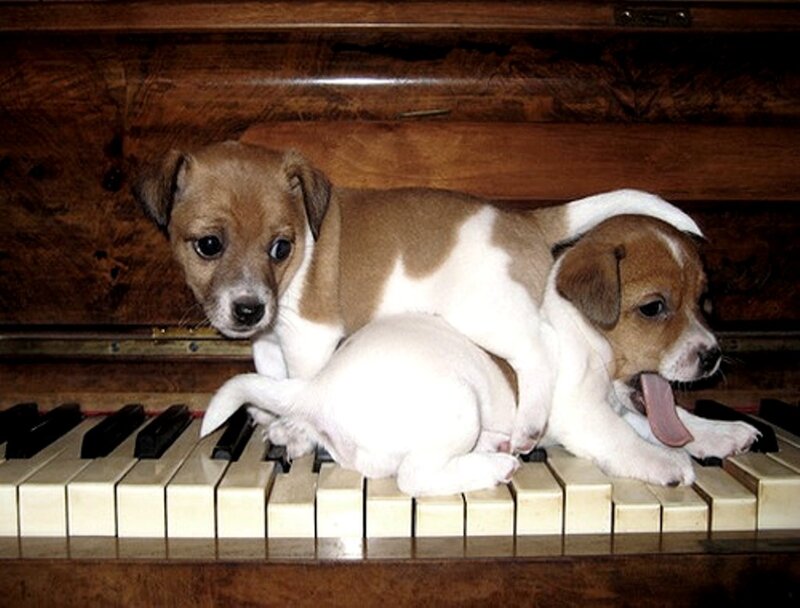 Two Puppies on Piano