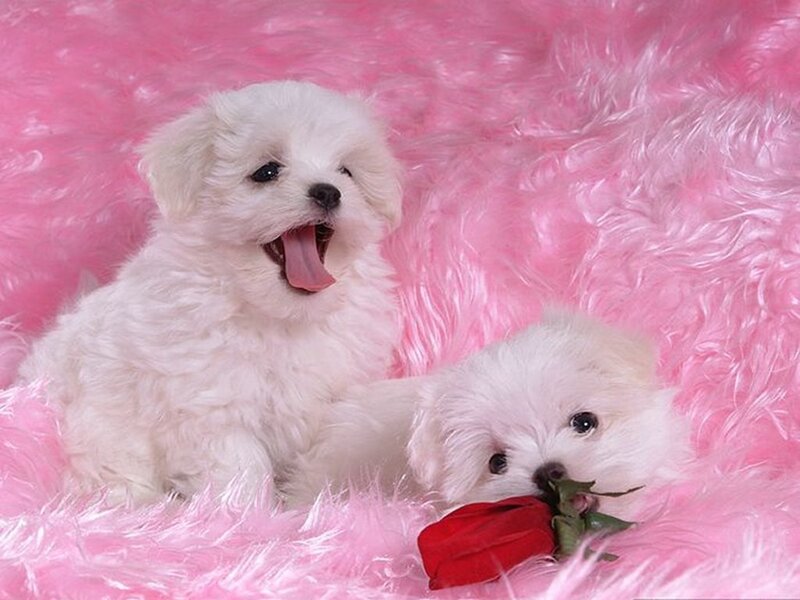 Two puppies on pink rug
