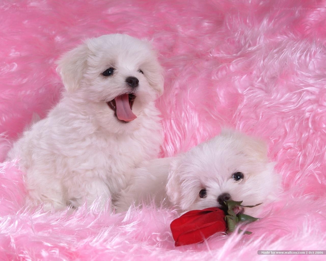 Two puppies on pink rug