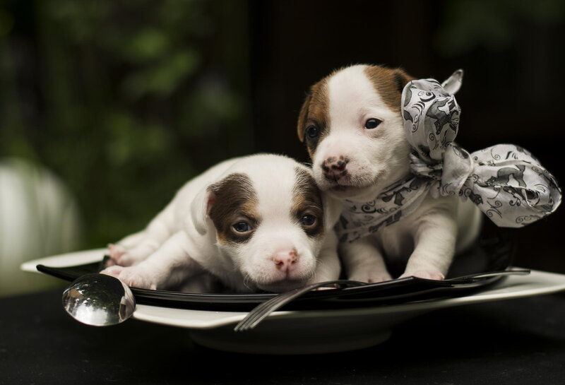Two Puppies on Plate