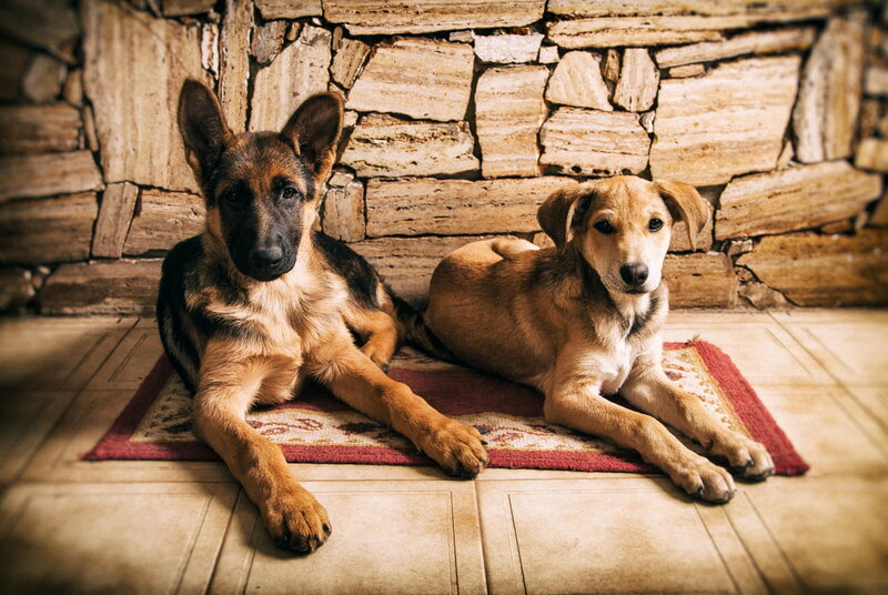 Two Puppies on Rug — Brown