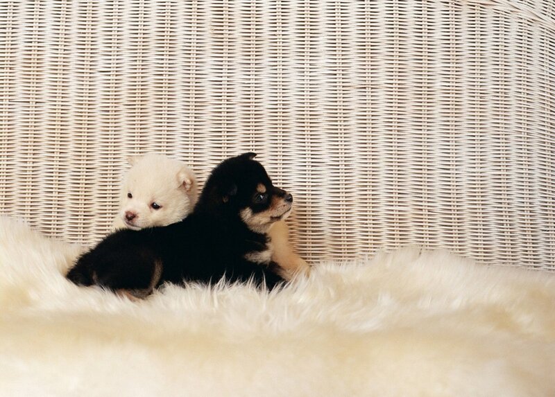 Two Puppies on Rug
