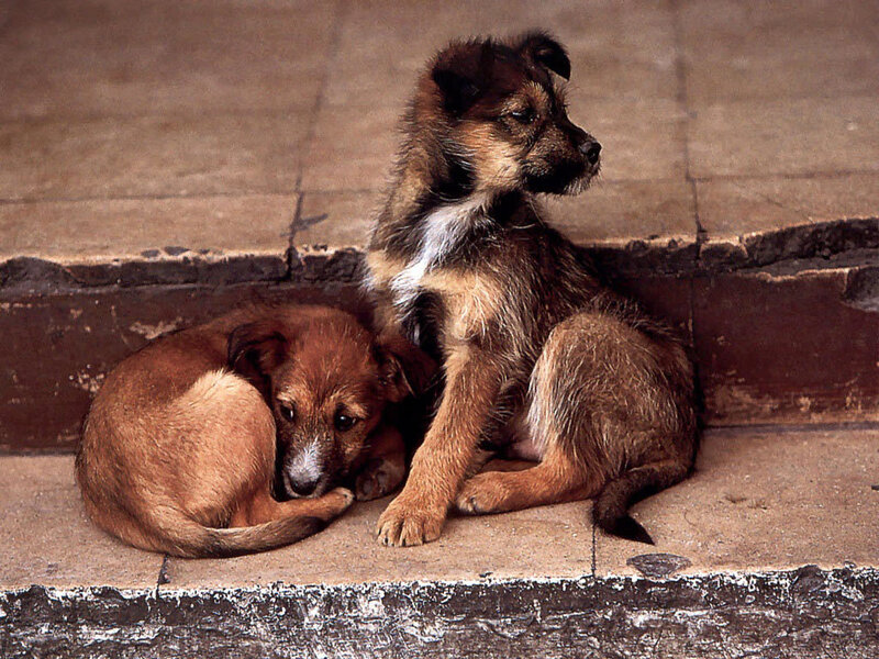 Two puppies on steps