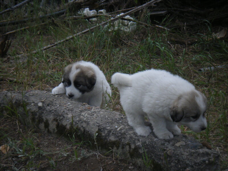 Two Puppies on Stone