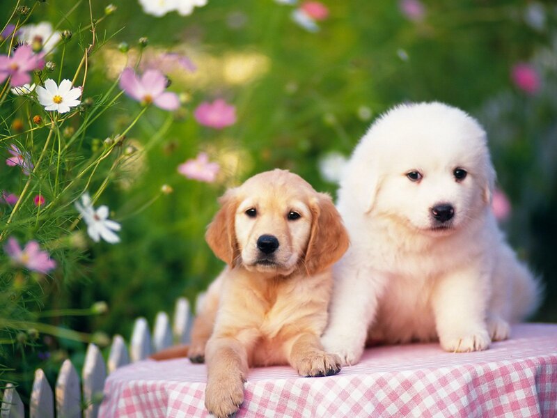 Two Puppies on Table