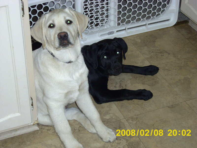 Two puppies on the floor