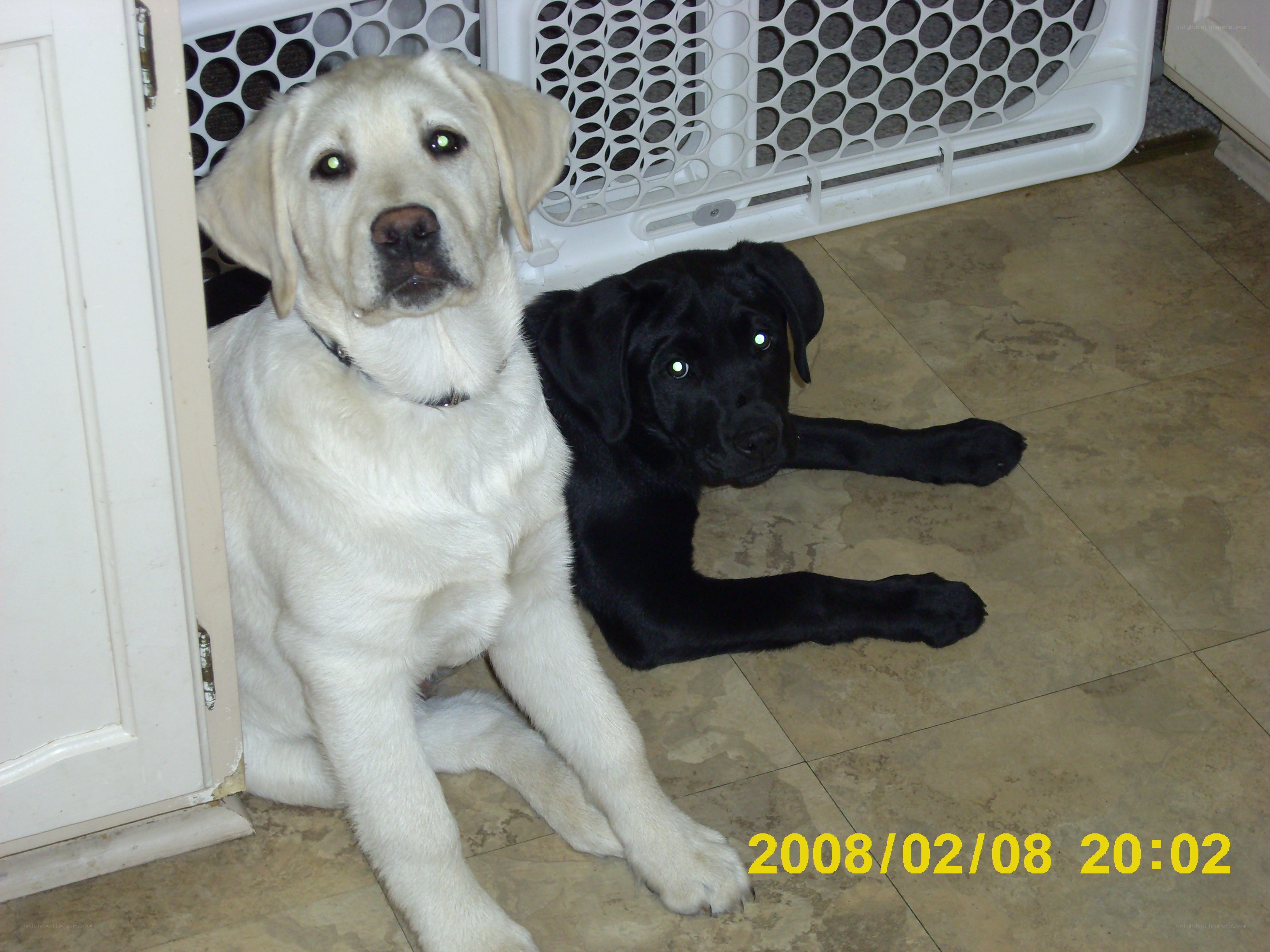 Two puppies on the floor