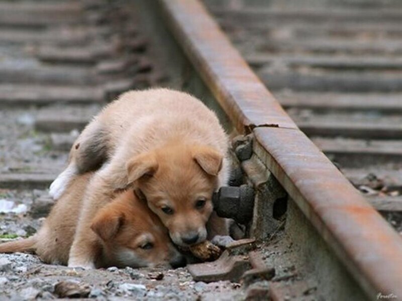 Two Puppies on Tracks