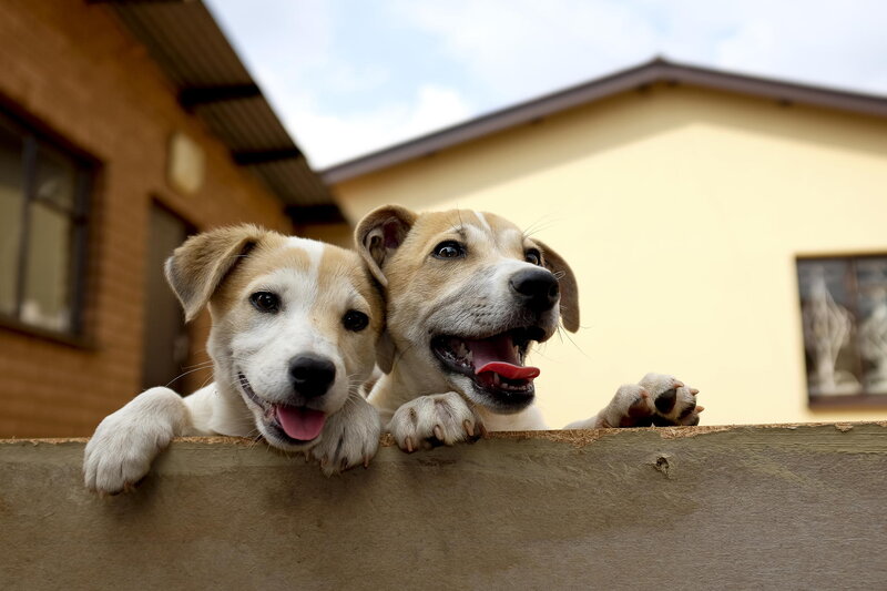 Two Puppies on Wall