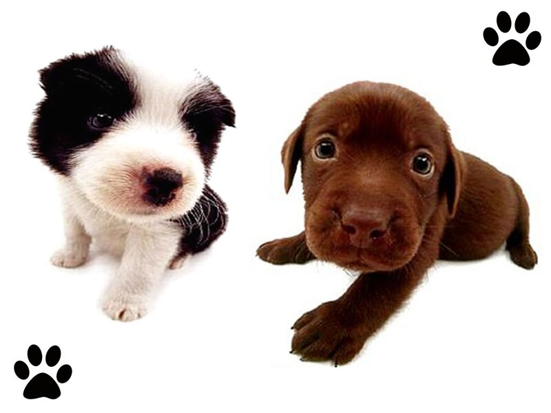 Two Puppies on White