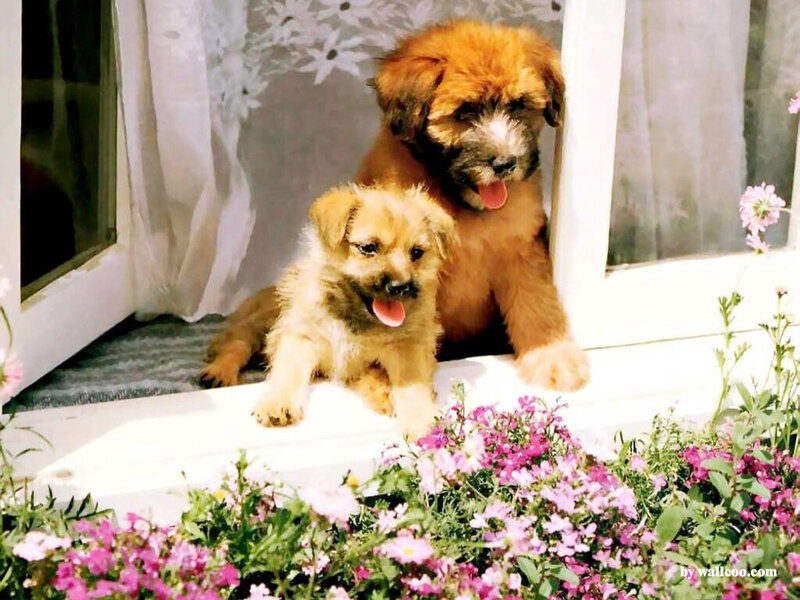 Two Puppies on Windowsill