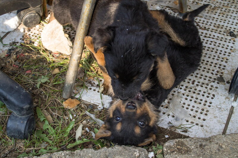 Two Puppies Playing — Black, Playful, Afternoon