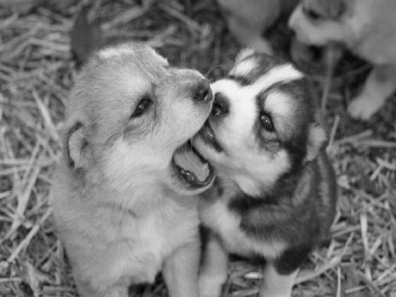 Two Puppies Playing — Black, Playful