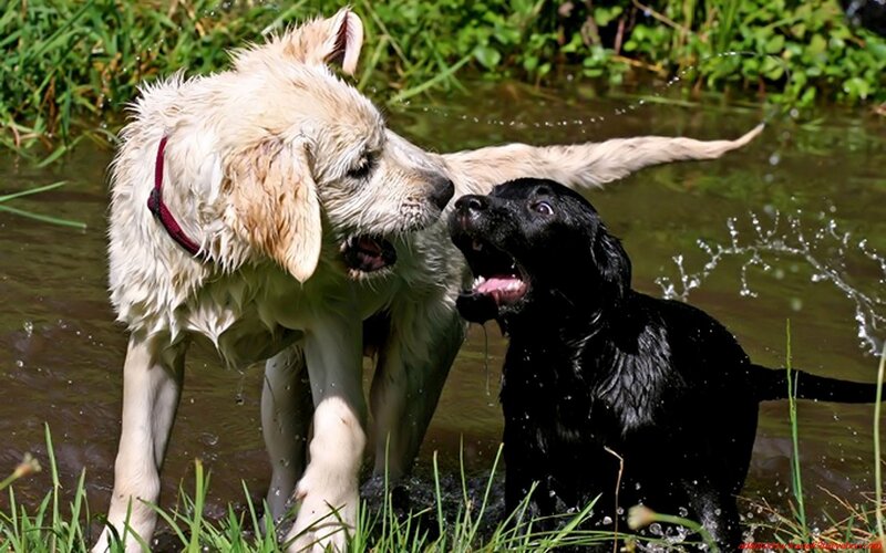 Two Puppies Playing — Black