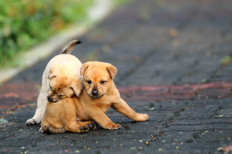 Two Puppies Playing — Brown, Playful, Afternoon