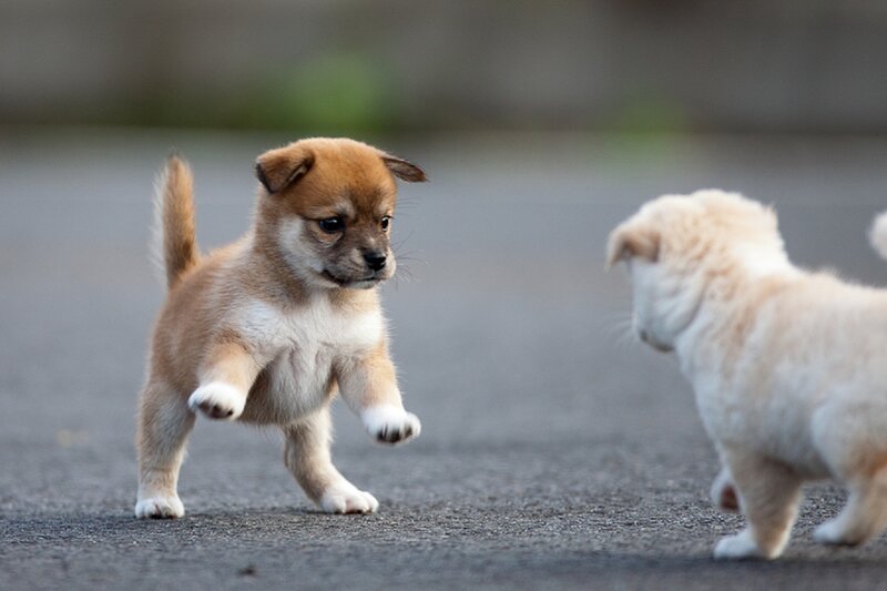 Two Puppies Playing — Brown, Playful, Photograph