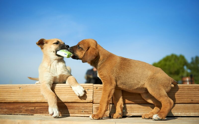 Two Puppies Playing — Brown, Playful