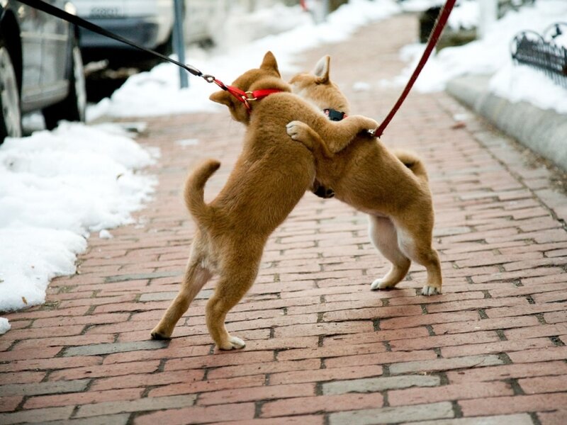 Two Puppies Playing — Brown
