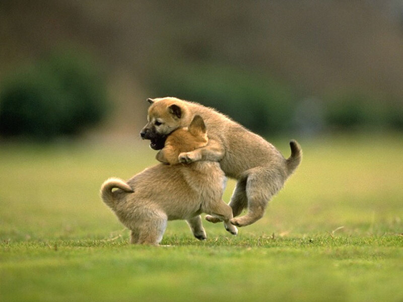 Two Puppies Playing — Green, Playful, Afternoon, Photograph, Grass