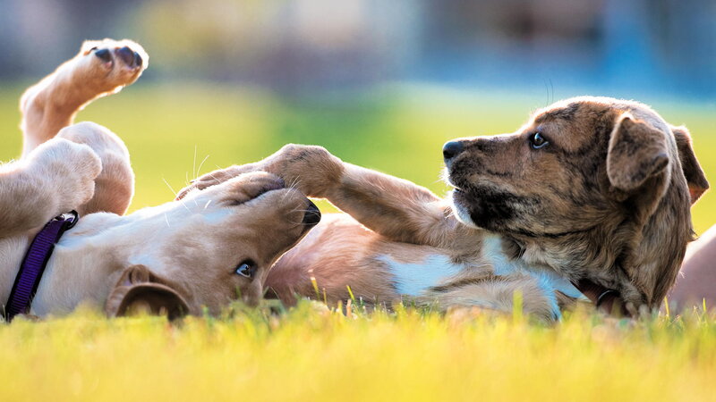 Two Puppies Playing — Green, Playful, Afternoon