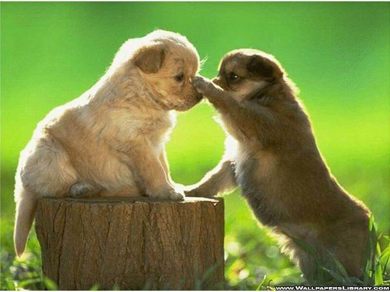 Two Puppies Playing — Green, Playful