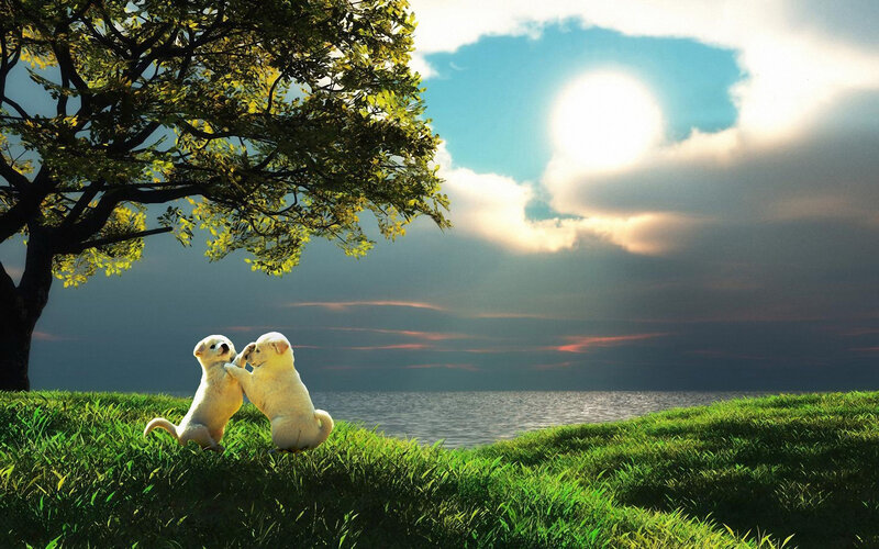 Two Puppies Playing — Green, Serene, Sunset, Digital Art