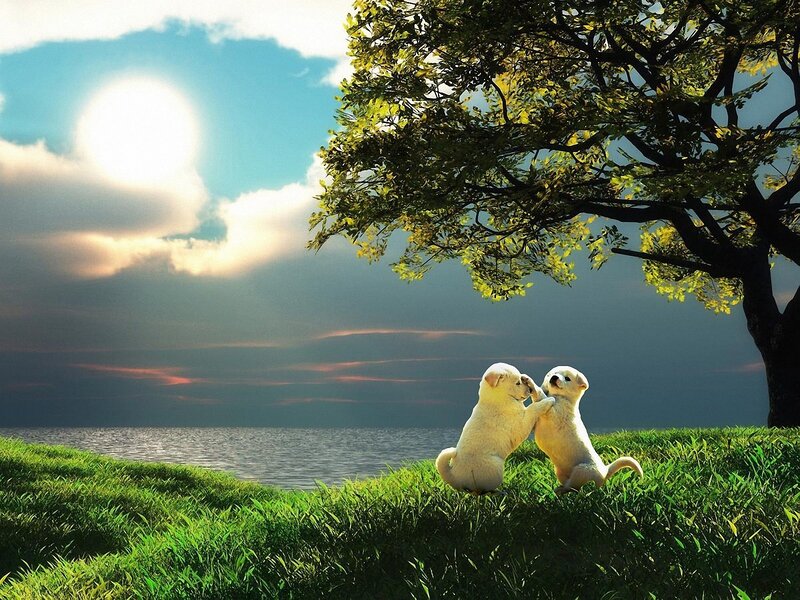 Two Puppies Playing — Green, Serene, Sunset