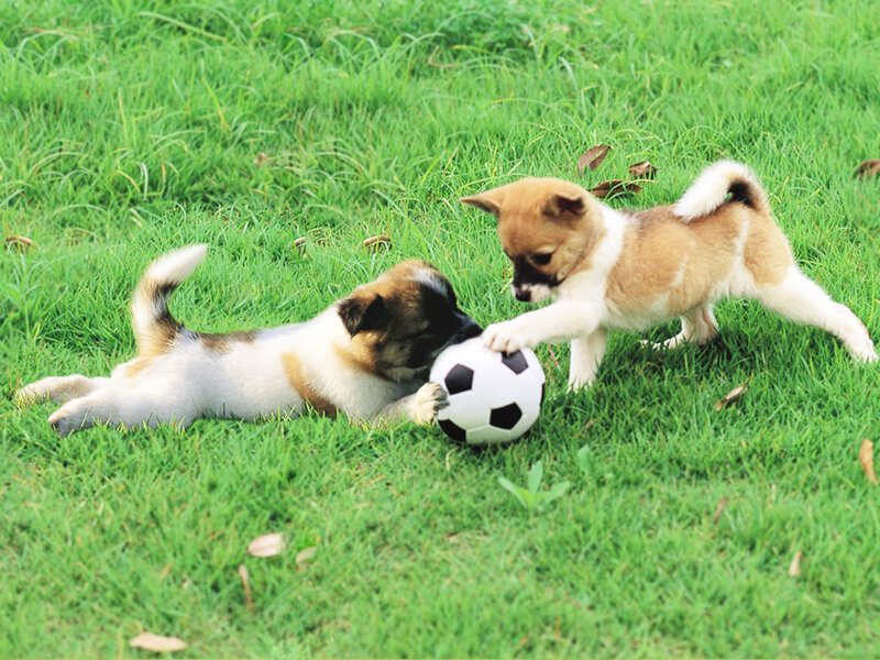 Two Puppies Playing — Green