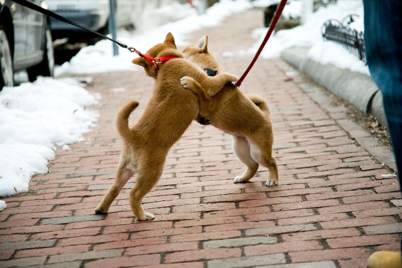 Two puppies playing on a sidewalk