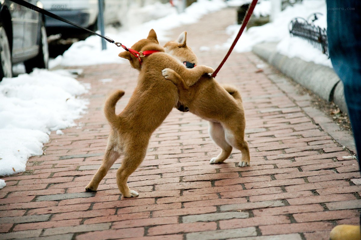 Two puppies playing on a sidewalk