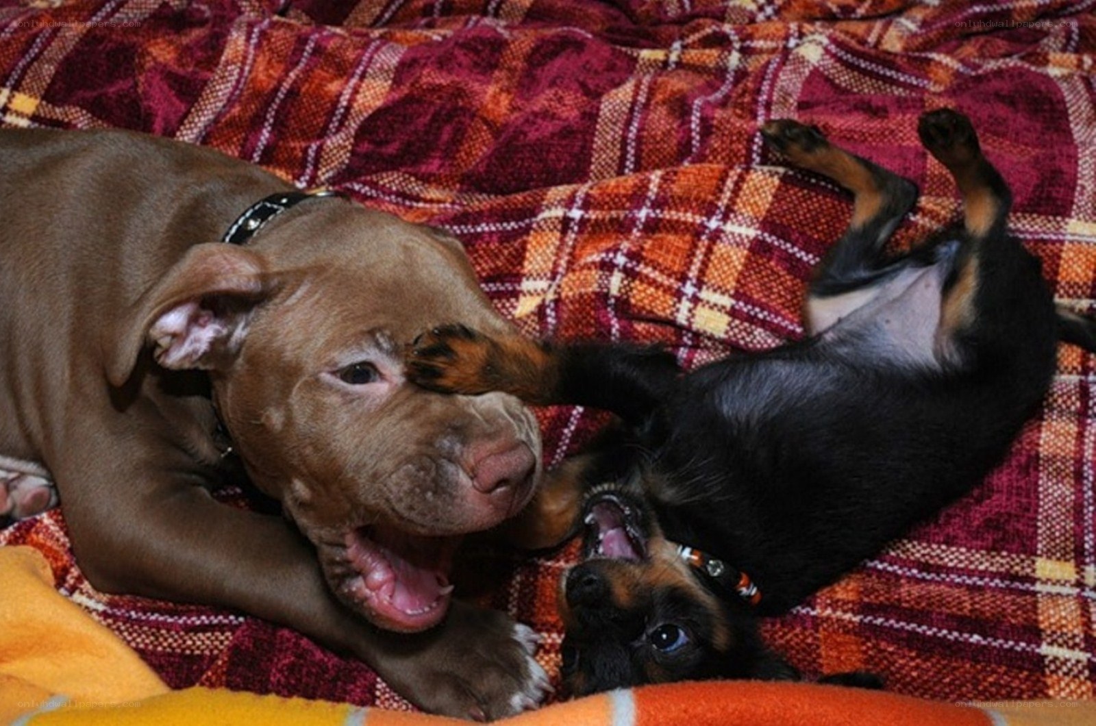 Two puppies playing on blanket