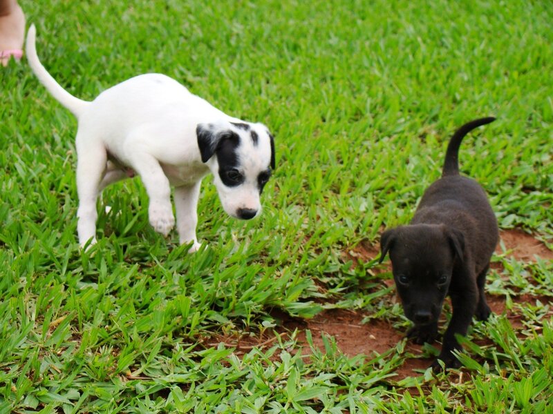 Two puppies playing on grass