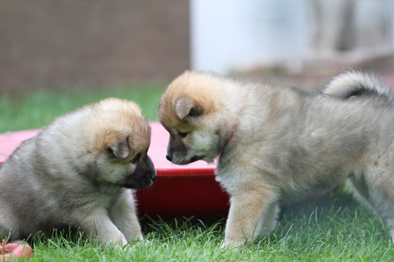 Two puppies playing on grass
