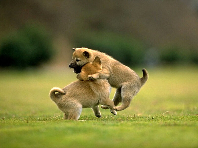 Two Puppies Playing