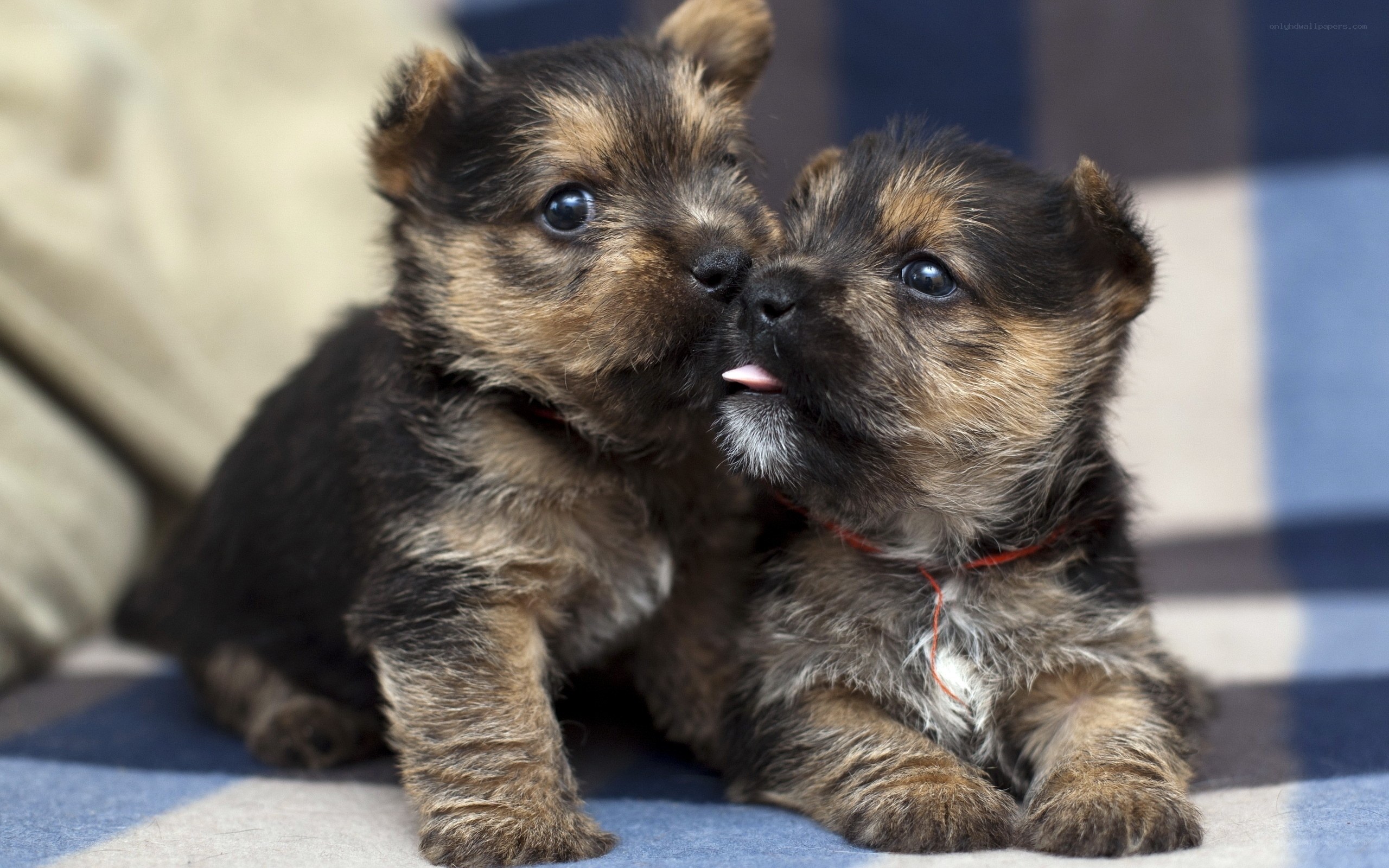 Two puppies playing together
