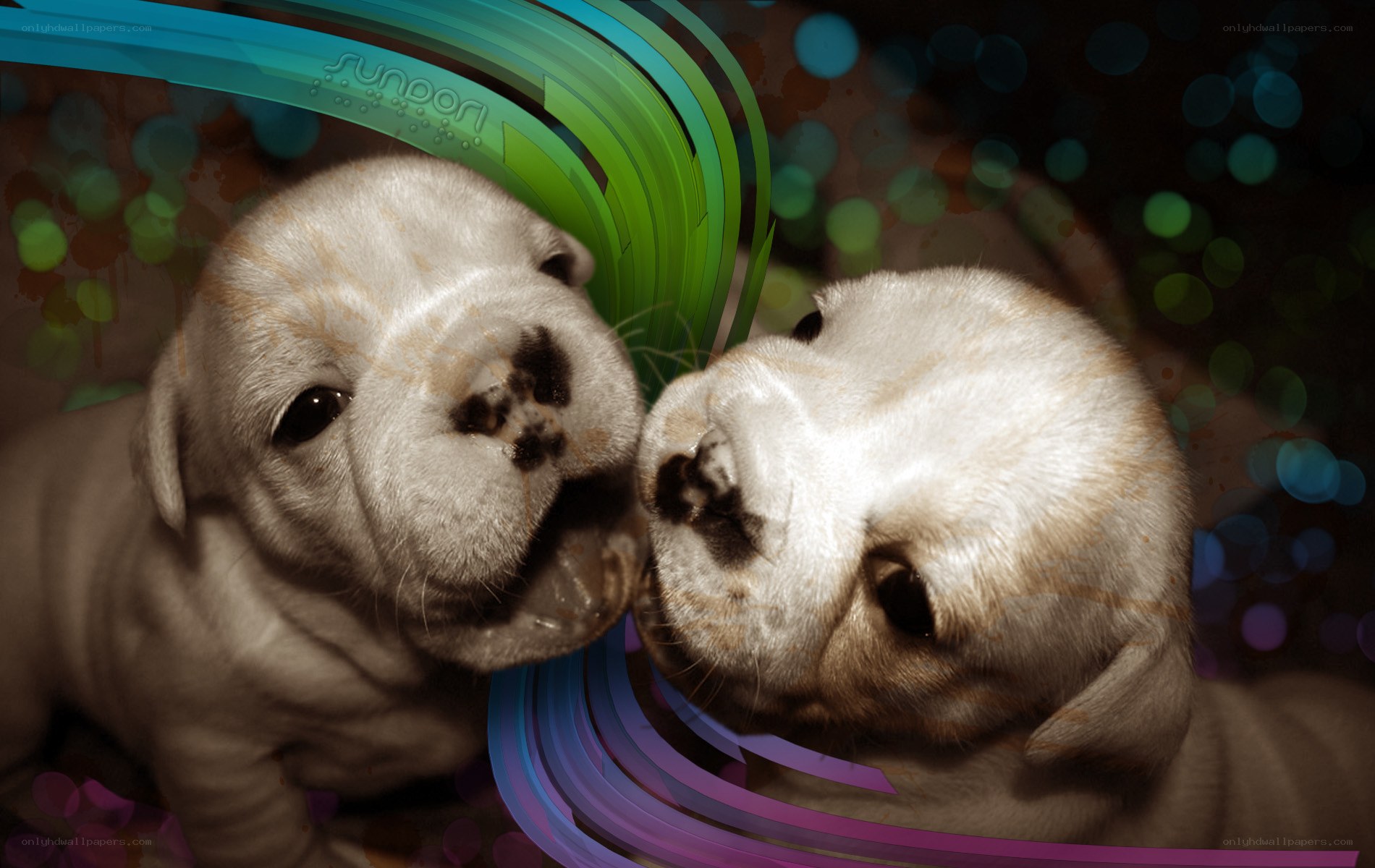 two puppies playing together