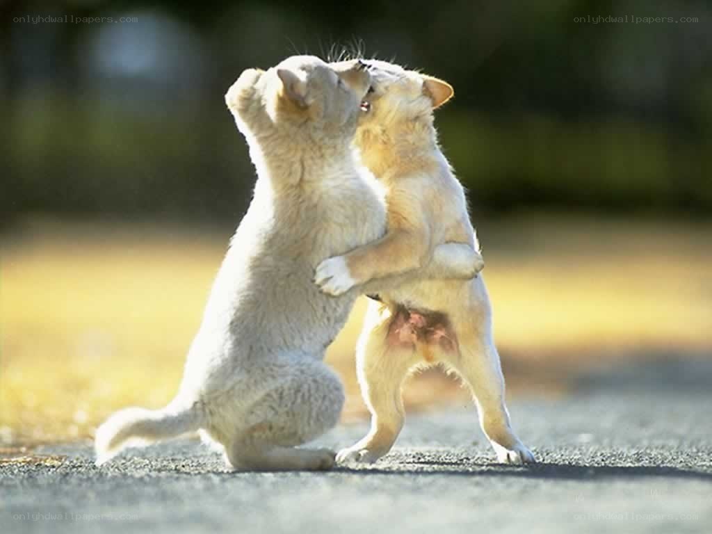 Two puppies playing together